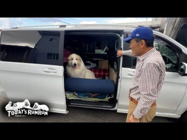 用事はないけど…お父さんの外出に同行したアランとベルとリリーです　Great Pyrenees　グレートピレニーズ