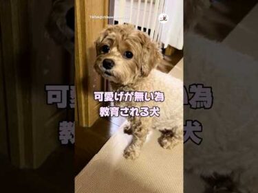 可愛い鳴き方で鳴いてみる｜PECO