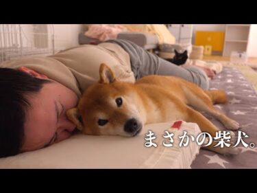 黒猫を病院に連れて行ったら…帰宅後に柴犬が“まさかの行動”で全てを持っていった話。