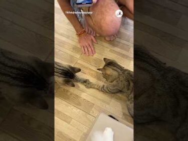 どっちが勝者だ！？｜PECO