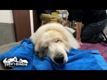 溜まった腰の疲れをほぐしてもらい元気になったアランです　Great Pyrenees　グレートピレニーズ