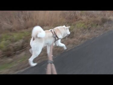 【秋田犬ゆうき】歩けないくらいひねってしまった腕は三日で治したので元気に飼い主を引っ張る【akita dog】