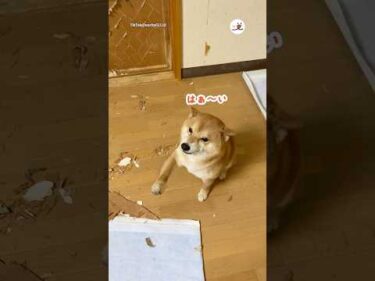 破壊しちゃった柴｜PECO