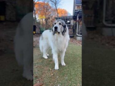 Belle ベル #greatpyrenees #todaysrunrun #グレートピレニーズ #今日のルンルン
