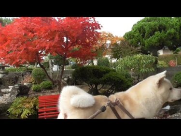 【秋田犬ゆうき】紅葉狩りの季節なのにクマだらけなので近場の安全な場所で楽しみました【akita dog】