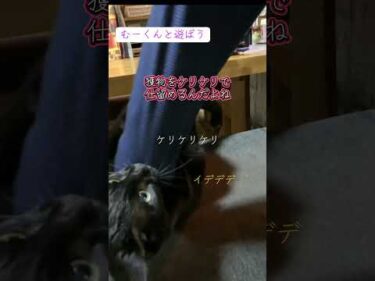 ケリケリで獲物を仕留める1歳黒猫むーくん　#黒猫