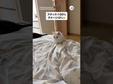 飛びかかる猫さん｜PECO