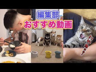 【これが好き…🤍】編集部の激推し動画 vol.4｜PECO