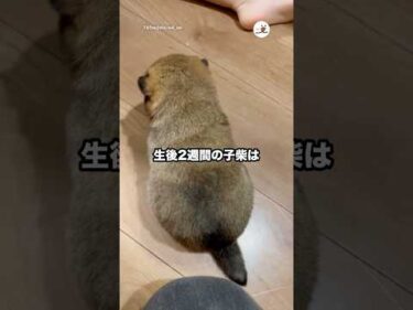 うまくカイカイ出来ない｜PECO