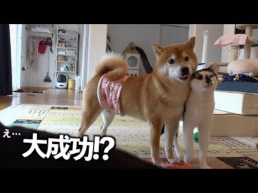 腹巻リベンジします…柴犬の直後の反応が予想外でした。。