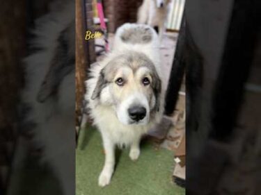 Belle ベル #greatpyrenees #todaysrunrun #グレートピレニーズ #今日のルンルン