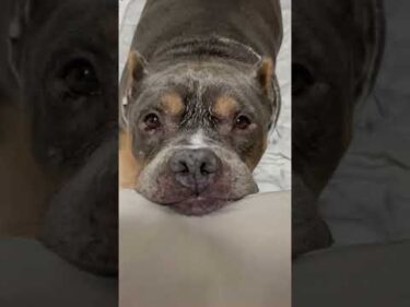 【悩殺】アメリカン・ブリー