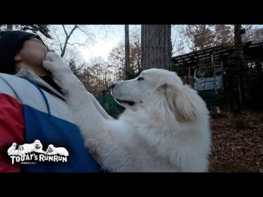 成長し息子（格下）に顔面犬パンチが入るようになったリリーです　Great Pyrenees　グレートピレニーズ