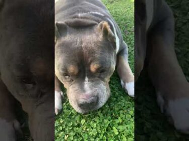 天下無敵のアメリカン・ブリー笑