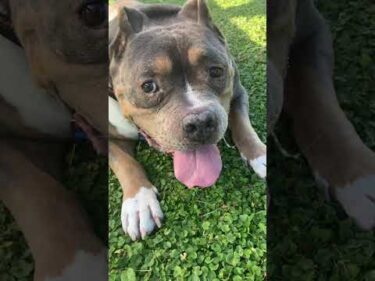 この犬は反則です！