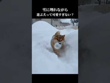 半分埋まりながらボール追うの可愛すぎた。 #柴犬 #shibainu #愛犬