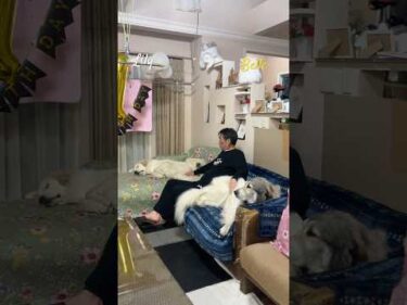 Belle Lily #greatpyrenees #todaysrunrun #グレートピレニーズ #今日のルンルン