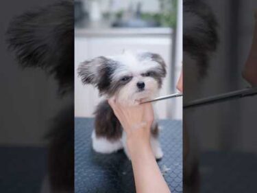 生後５ヶ月チワマルの初ヘアカット！ #子犬 #犬のいる暮らし #癒し