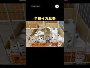 みんなで一緒に隠れてた🤭｜PECO