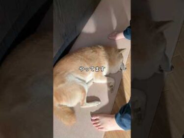 定位置がジャマかわいい15歳柴犬いちご#柴犬 #shibainu