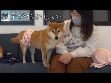突然ロフトに隠れた柴犬。尻尾を下げて…どうした？