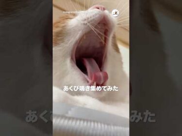 【5連発】あくび鳴き｜PECO