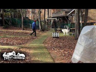 アランの出発前の行かないふりを継承しつつあるベルです　Great Pyrenees　グレートピレニーズ