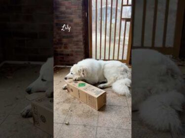 Lily リリー #greatpyrenees #todaysrunrun #グレートピレニーズ #今日のルンルン