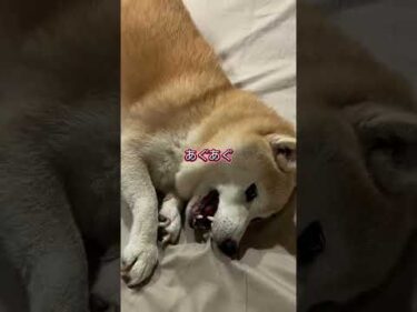 高速ホリホリしてスンとなる12歳柴犬りんご#柴犬 #shibainu