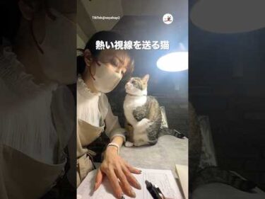 3本足の猫さんの熱視線｜PECO