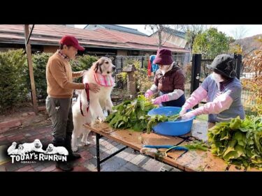 野沢菜漬けを監督したアランとベルとリリーです　Great Pyrenees　グレートピレニーズ
