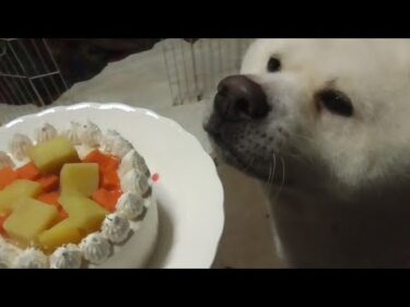 【秋田犬ゆうき】美味しそうなケーキと一緒に八歳の誕生日をお祝いして貰いました♪【akita dog】