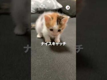 コロコロ転がる子猫｜PECO