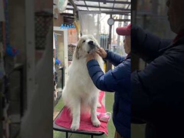 Alain アラン #greatpyrenees #todaysrunrun #グレートピレニーズ #今日のルンルン