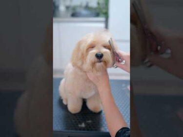 もさもさマルプーの大変身！✂️ #子犬 #犬のいる暮らし #癒し