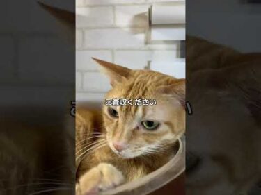 透明ボウルで昼寝の準備をする茶トラ猫ちゃー　#茶トラ猫