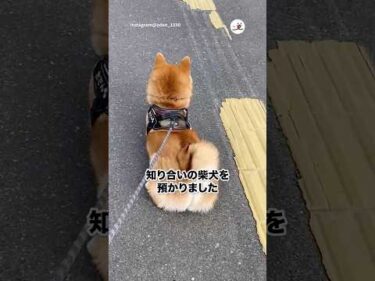 拒否柴の本領発揮｜PECO