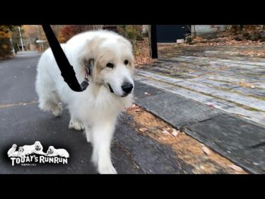 毎日2回のお散歩を力強く歩いているアランです　Great Pyrenees　グレートピレニーズ
