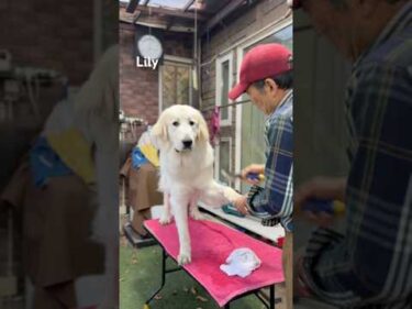 Lily リリー #greatpyrenees #todaysrunrun #グレートピレニーズ #今日のルンルン