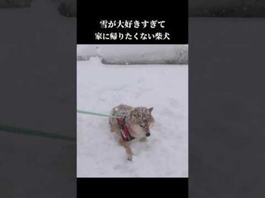 柴犬は雪が好きすぎて大雪の中でも拒否犬になってしまう。 #豪雪 #拒否犬 #shibainu
