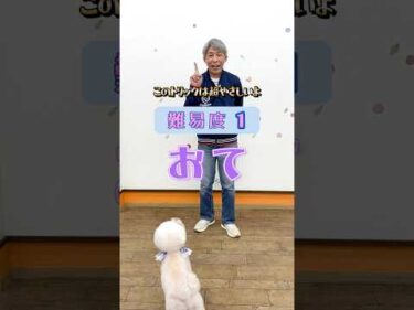 ドッグトリック｜難易度１【お手】かわいすぎる入門技