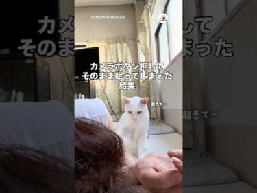 飼い主さんを起こそうとするけど…｜PECO