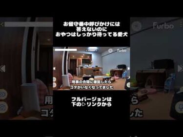 お留守番中ペットカメラからの呼びかけには反応しないのに、おやつはしっかり待ってた愛犬ｗ　#ファーボ  #ペットカメラ #見守りカメラ #Furbo