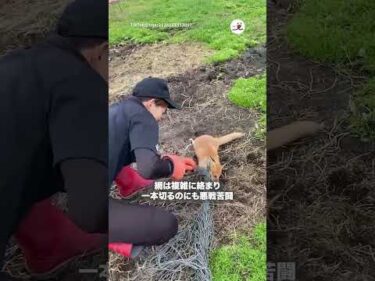 網に絡まったキツネ｜PECO