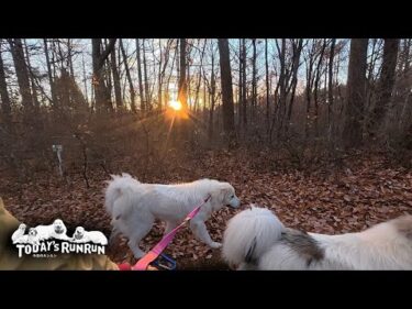朝日がちょうど昇るけどあまり興味が無いアランとベルとリリーです　Great Pyrenees　グレートピレニーズ