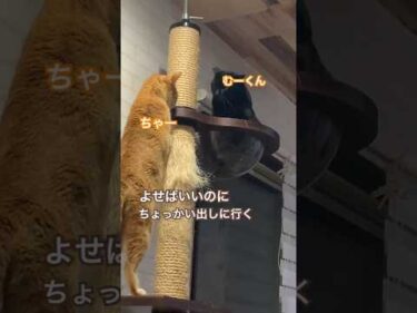 透明ボウルに入ってるむーくんと、邪魔しようとするちゃー