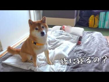 柴犬と甥がここまでの距離になりました。