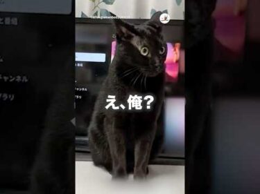 猫パンチしたら泣いてしまった😅｜PECO