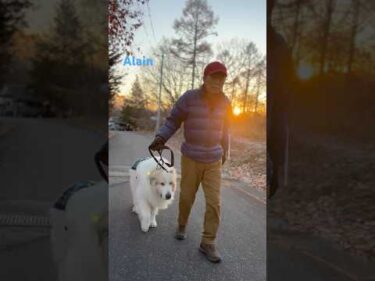 Alain アラン #greatpyrenees #todaysrunrun #グレートピレニーズ #今日のルンルン