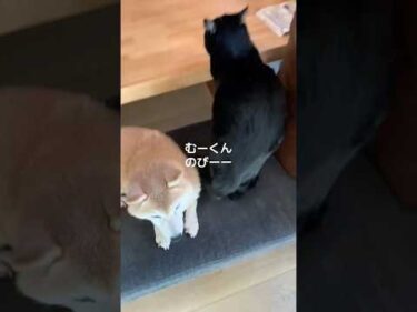 黒猫むーくんはデカい。#黒猫 #柴犬